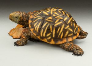 Ornate Box Turtle - Diane Mason
